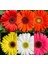 Karışık Kesme Gerbera Çiçeği F1 Tohumu ( 5 Tohum ) 4
