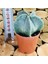 Astrophytum Myriostigma M. Sarı Çiçek Açan Benekli Nadir Tür Kaktüs 1