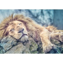 Trefl 1000 Sleeping Lion