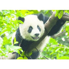 Art Puzzle Giant Panda 500 Parça UnisexÇocuk Puzzle