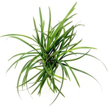 Akvaryumbitkileri Ophiopogon japonica - 1 Kök