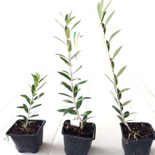 Serfiraz Arbequına Zeytin Fidanı 20'Li Paket