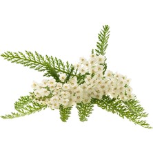 Tisserand Civanperçemi (Yarrow) Yağı 9 Ml