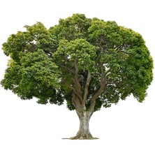 Tisserand Kafur (Camphor Whıte) Yağı 9 Ml