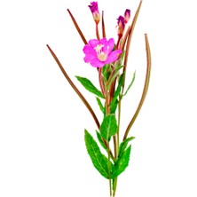 Tisserand Palmarosa Yağı 9 Ml