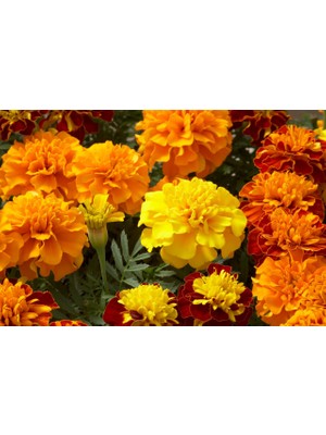 Arzuman Karagöz Çiçeği (Tagetes) 50 Adet