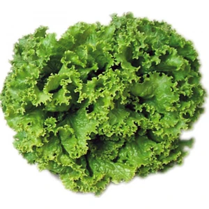 Arapsaçı Kıvırcık Marul 10 Gram