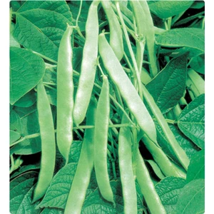 Fasulye (Sırık) 50 Gram