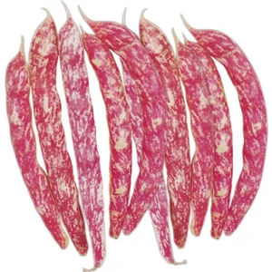 Barbunya (Oturak) 50 Gram