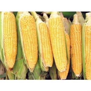Mısır (Tatlı) 25 Gram