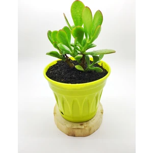Agro Tohum Crassula Ovata Para Ağacı Çiçeği 2 Yaşında