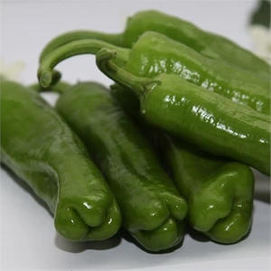 Mazamort Üçburun Biber 10 Gram