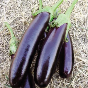 Aydın Siyahı Patlıcan 10 Gram