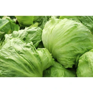 Iceberg Marul (İthal) Marul 5 Gram
