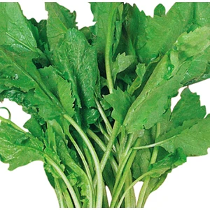 Tere Geniş Yaprak (Helen) 10 Gram