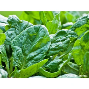 Matador Ispanak Geniş Yaprak (İthal) 10 Gram