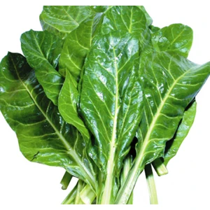 Geniş Yaprak Pazı 10 Gram