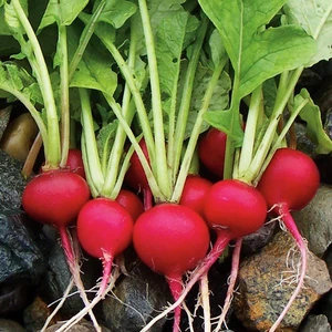 Fındık Turp Cherrybelle 10 Gram