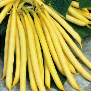Fasulye Hanımteni (Turşuluk) 50 Gram
