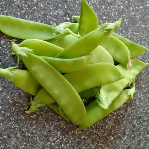 Bezelye (Yaprak) 25 Gram