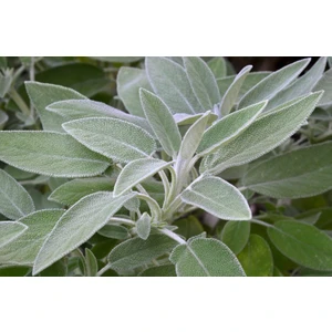 Adaçayı (Salvia Offıcınalıs) 50 Adet