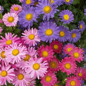 Aster 50 Adet