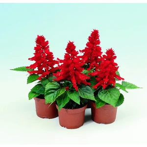 Ateş Çiçeği (Salvia Splendes) 30 Adet