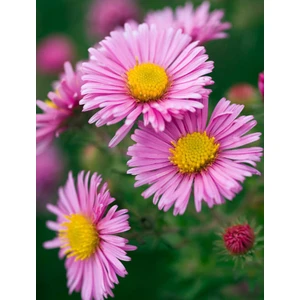 Dilber Kirpiği (Aster) 50 Adet