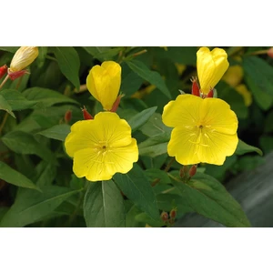 Ezan Çiçeği (oenothera) 100 Adet
