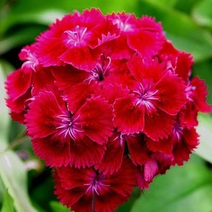 Hüsnüyusuf (Dıanthus Barbatus) 100 Adet