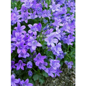 Çan Kadeh Çiçeği (Campanula) 100 Adet