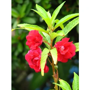 Türbe Çiçeği (Impatıens Balsamıa) 30 Adet