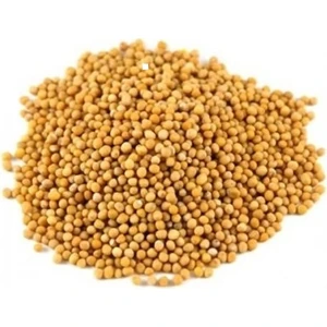 Attar Dünyası Sarı Hardal Tohumu 100 Gr.