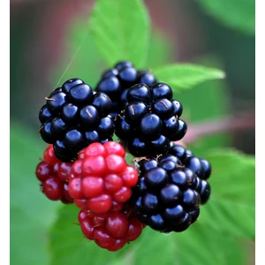 Sarayı Böğürtlen Fidanı