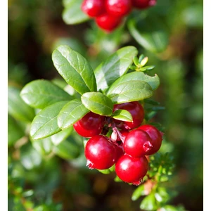 Sarayı Kızılcık Fidanı