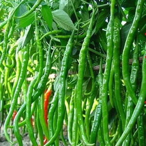 İpek Çiçekçilik Dev Acı Biber (Spicy Red Chili) 10 Tohum
