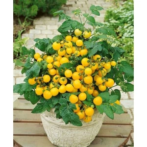 İpek Çiçekçilik Balkon Cherry Sarı Domates (Balcony Cherry ) 10 Tohum