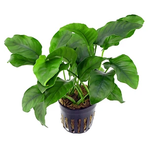 Akvaryumbitkileri Anubias barteri 'broad leaf' - Büyük Boy
