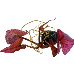 Akvaryumbitkileri Nymphaea rubra bulb -  Lotus Soğanı