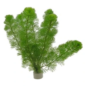 Akvaryumbitkileri Cabomba aquatica - 1 Bağ 5 Kök
