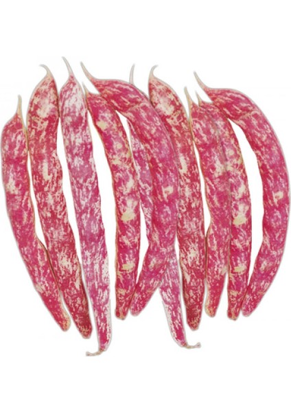 Barbunya (Oturak) 50 Gram