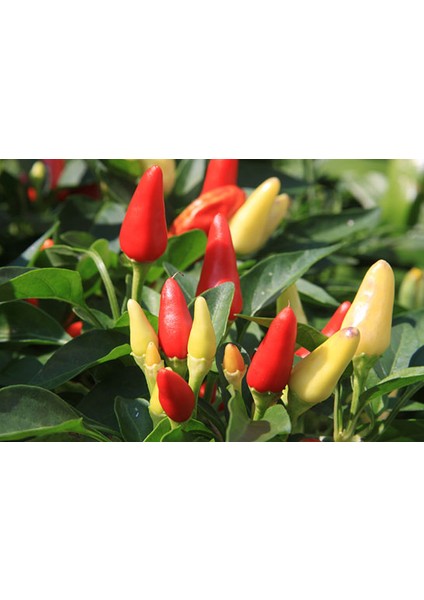 Biberiye Konik 5 Gram