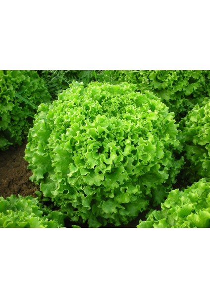 İri Kıvırcık Marul 10 Gram
