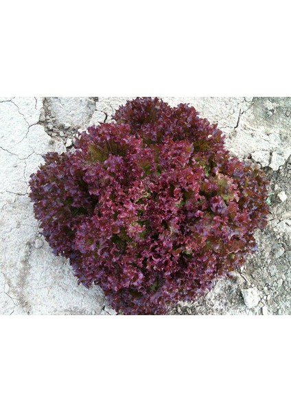 Kırmızı Kıvırcık Marul (İthal) Marul 5 Gram