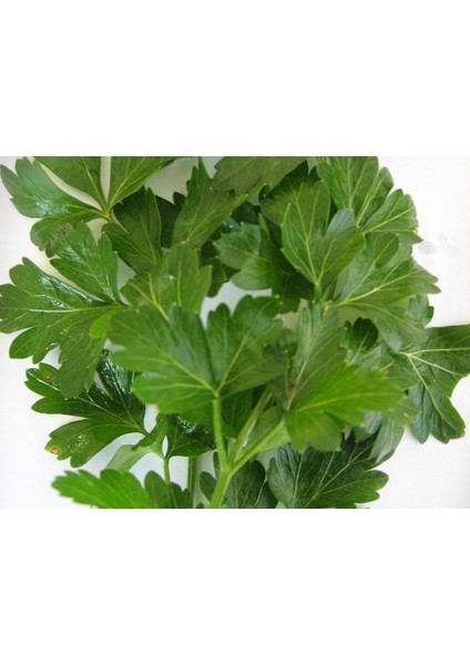 D`Giant İtaliana Maydanoz (İthal) 10 Gram