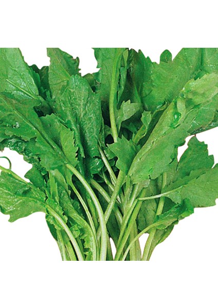 Tere Geniş Yaprak (Helen) 10 Gram