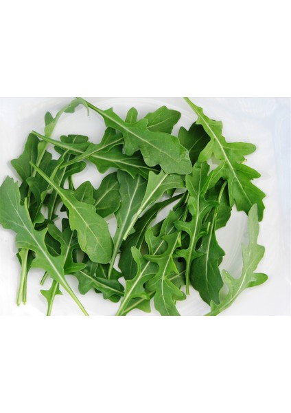 Roka Geniş Yaprak 10 Gram