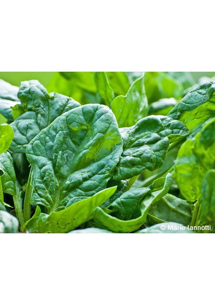 Matador Ispanak Geniş Yaprak (İthal) 10 Gram