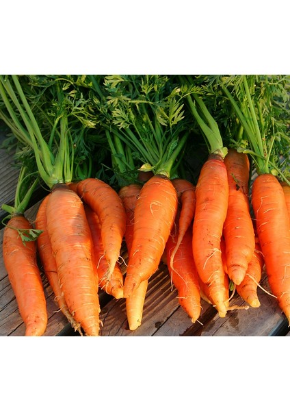 Nantes Havuç 10 Gram