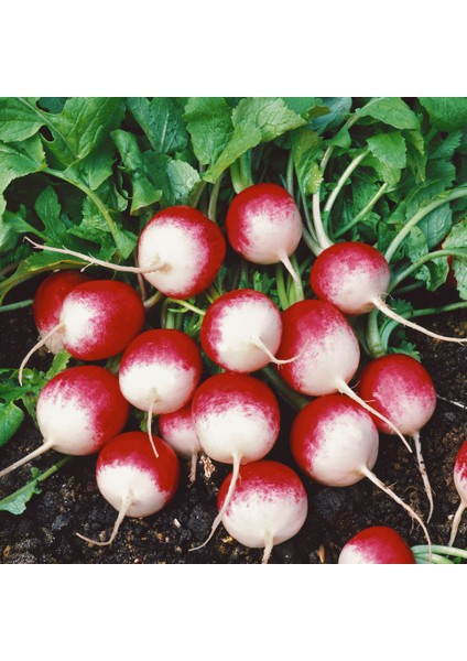 Kırmızı Beyaz Fındık Turp 10 Gram